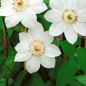 clematis miss bateman white climbing plant