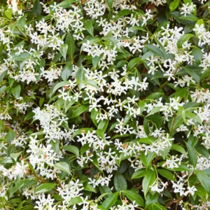 trachelospermum jasminoides cream climbing plant